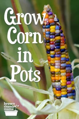 Grow Corn in Containers - Brown Thumb Mama®