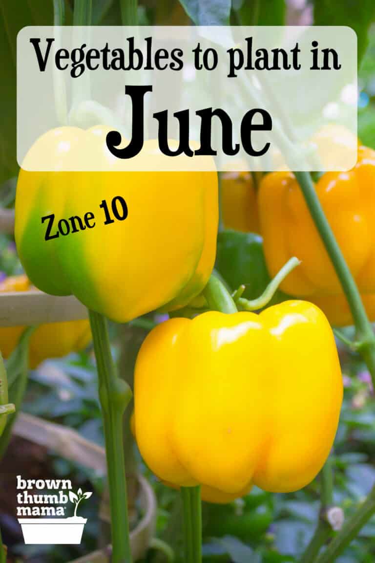 5 Vegetables to Plant in June {Zone 10} Brown Thumb Mama®