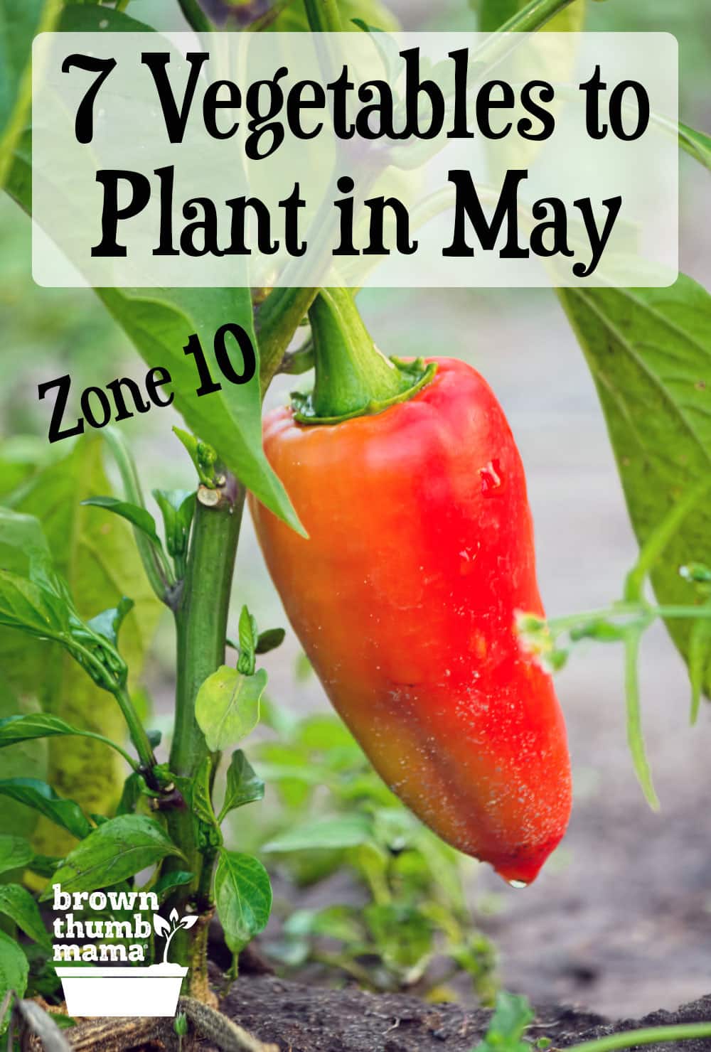 7 Vegetables to Plant in May {Zone 10} Brown Thumb Mama®