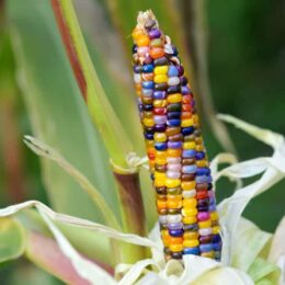 colored corn in garden