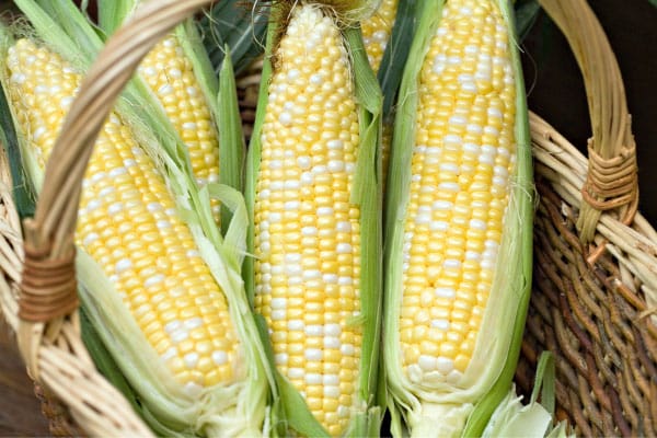 freshly picked corn in basket