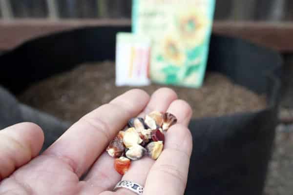 hand holding colorful corn seeds