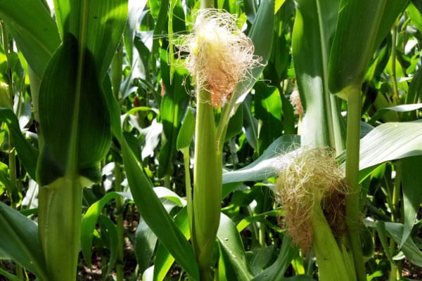 corn silks