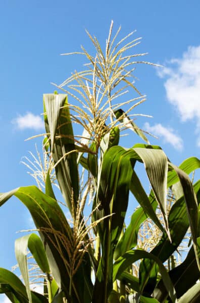 corn tassels