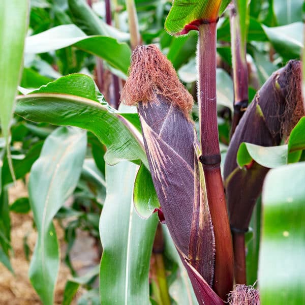 corn with purple husk in garden