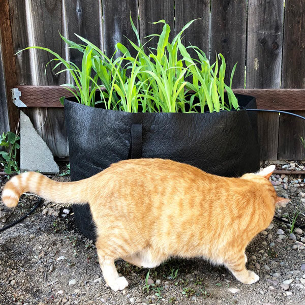 cat sniffing smart pot with corn