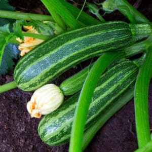 zucchini growing in garden