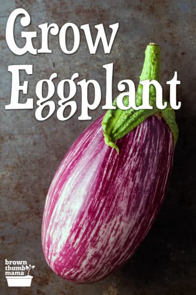 striped eggplant on table