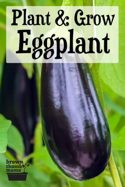 eggplant growing in garden