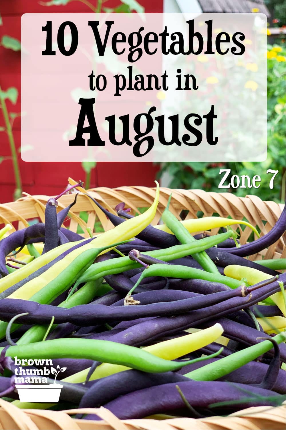 10 Vegetables to Plant in August {Zone 7} Brown Thumb Mama®