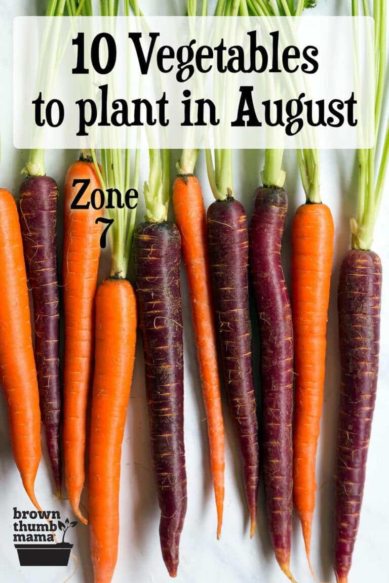 10 Vegetables to Plant in August {Zone 7} Brown Thumb Mama®