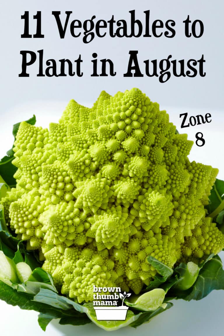 11 Vegetables to Plant in August {Zone 8} Brown Thumb Mama®