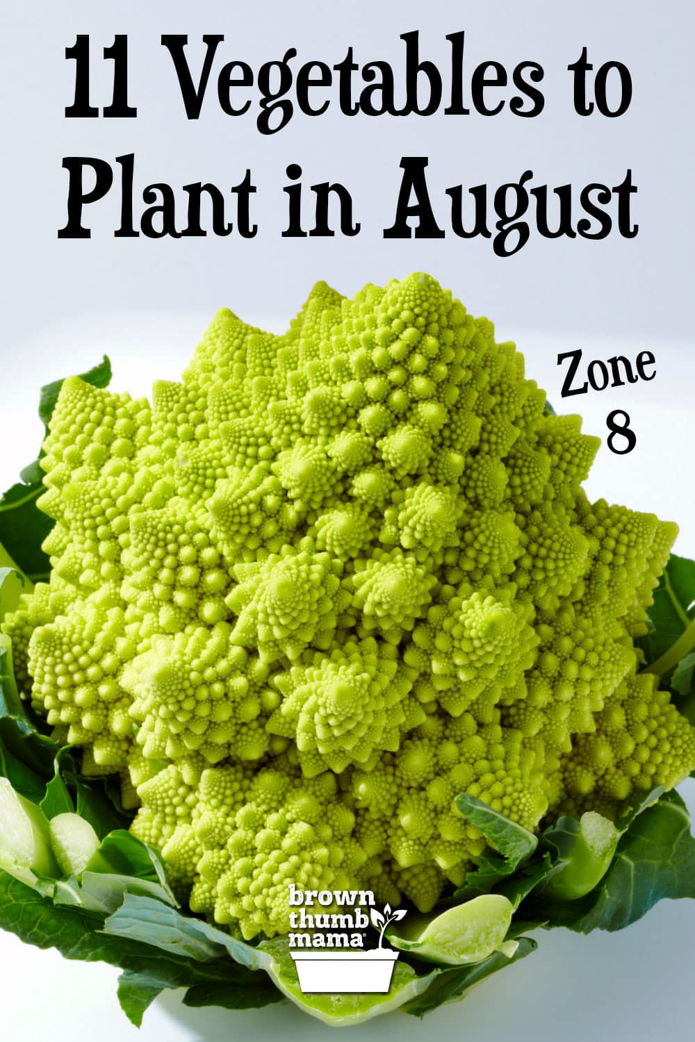 11-vegetables-to-plant-in-august-zone-8-brown-thumb-mama