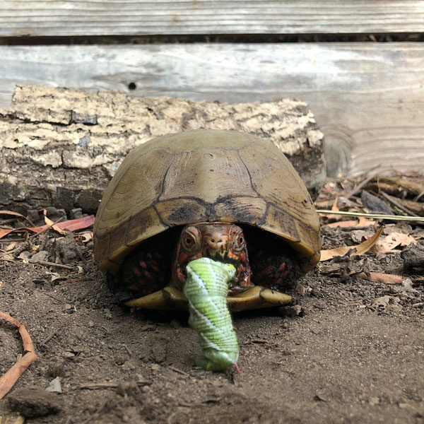 turtle eating tomato worm