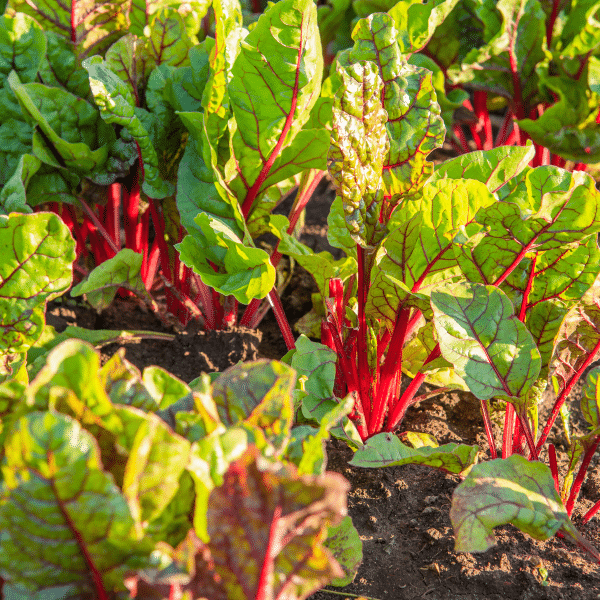 chard growing in the garden