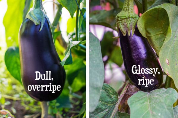 comparing ripe and overripe eggplant