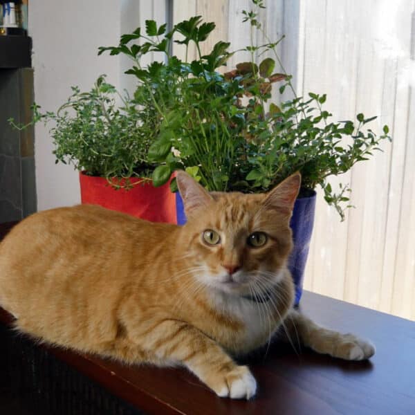 cat and herb garden