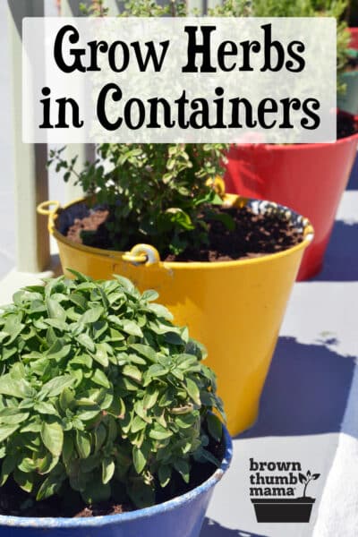 herbs in colorful pots