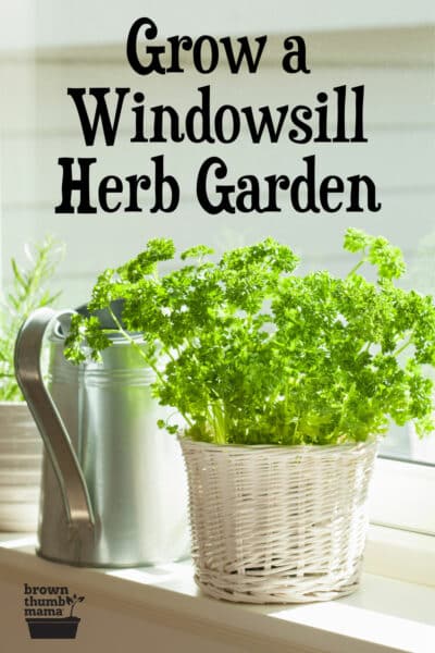 herbs growing in window
