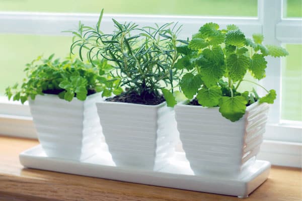 herb garden in window