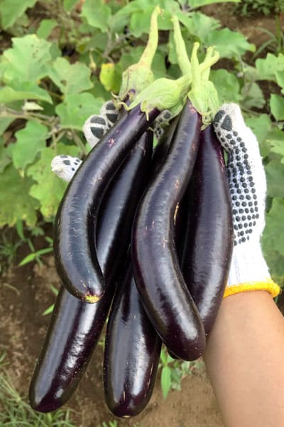 hand holding long purple eggplant