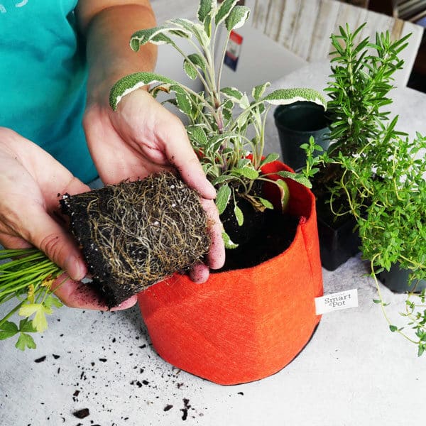 root bound parsley being planted