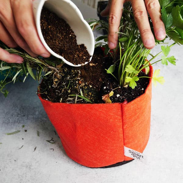 adding soil to smart pot