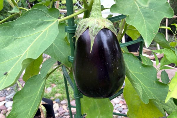 eggplant bush held up with stakes