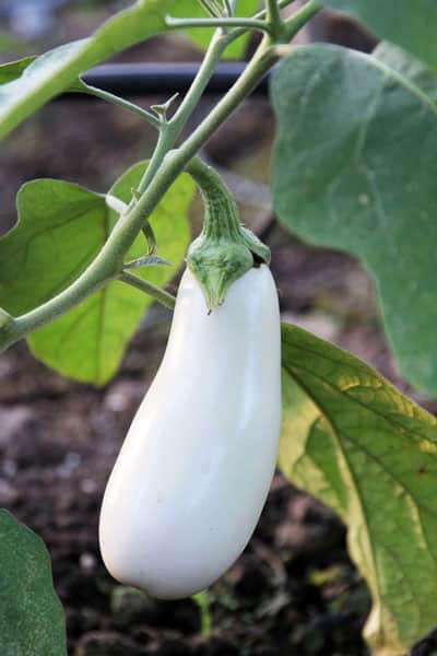 white eggplant in garden