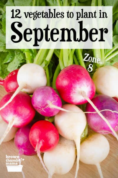 colorful radishes on table