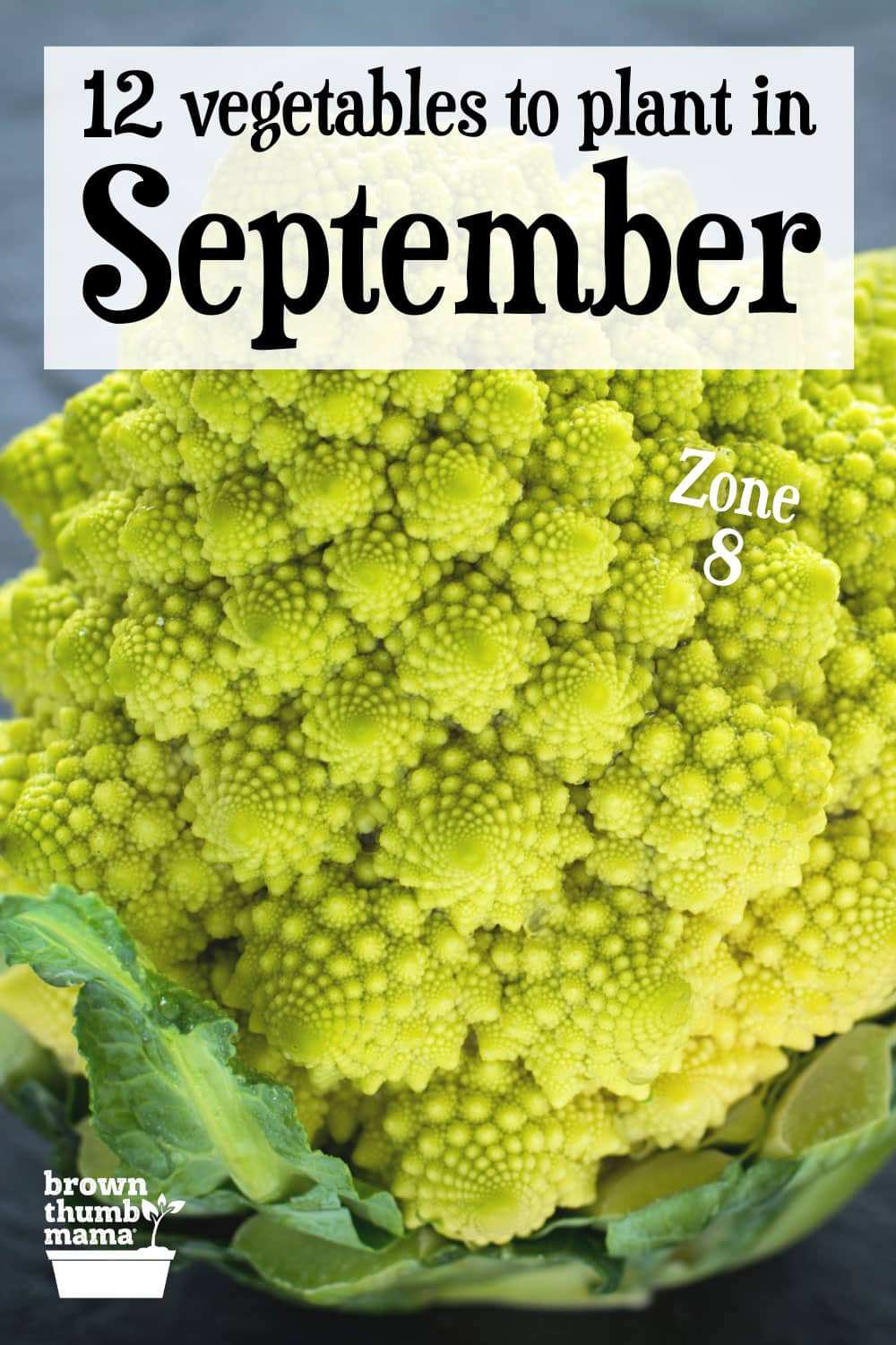 12 Vegetables to Plant in September {Zone 8} Brown Thumb Mama®