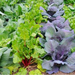 colorful vegetable plants in the garden