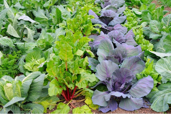 colorful vegetable plants in the garden