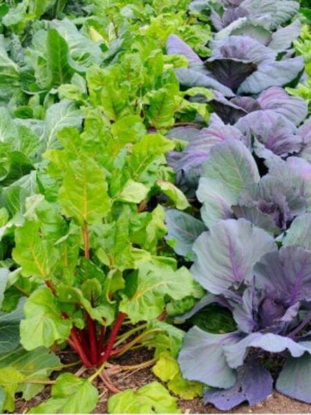 cropped-colorful-veg-garden-OPT.jpg