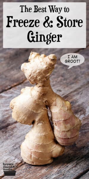 ginger upright on table