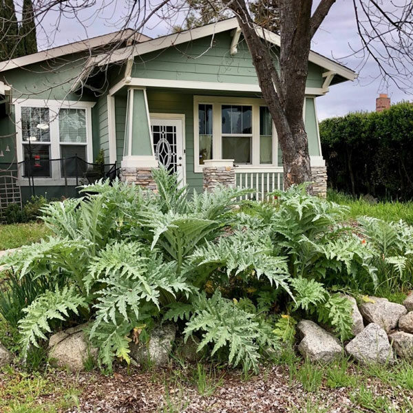 artichokes planted in front of house