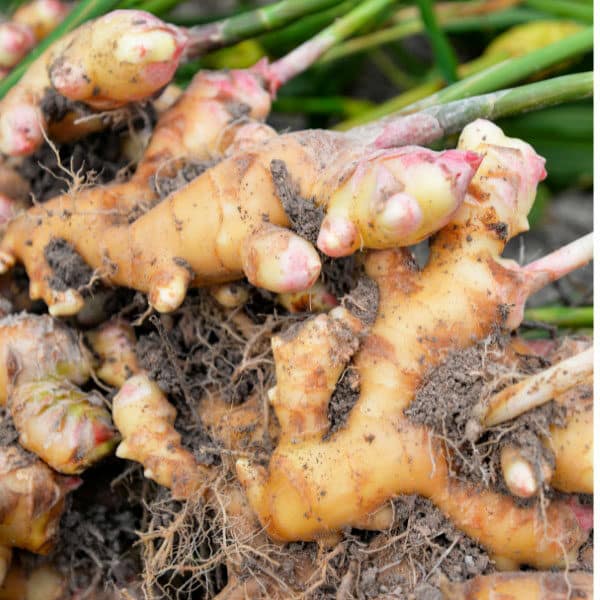 freshly harvested ginger root