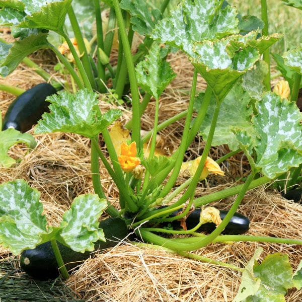 zucchini plants with mulch