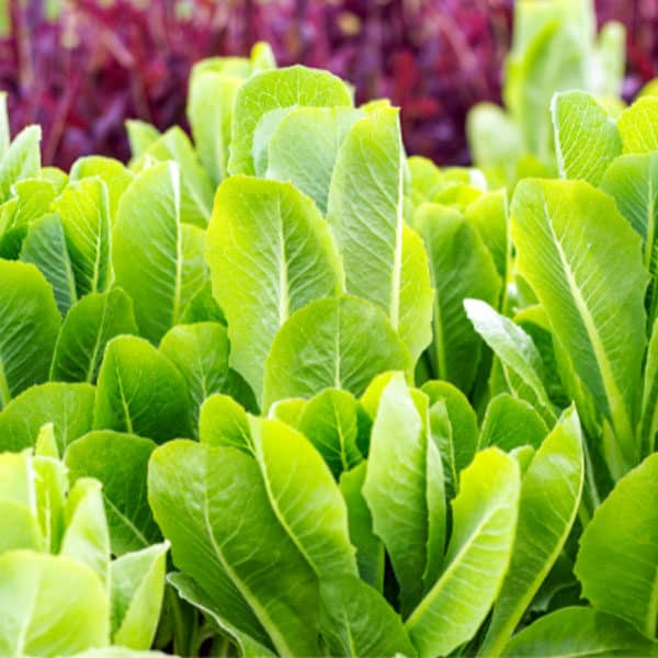 red and green romaine lettuce