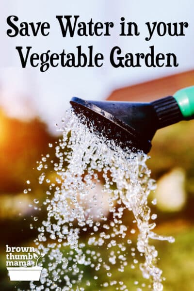 watering can in garden