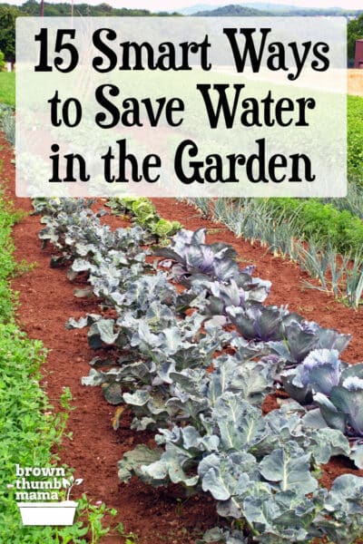 rows of vegetables growing in garden