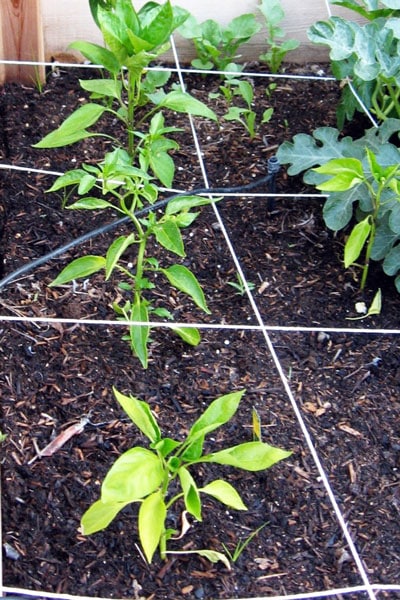 plants in a square foot gardening bed