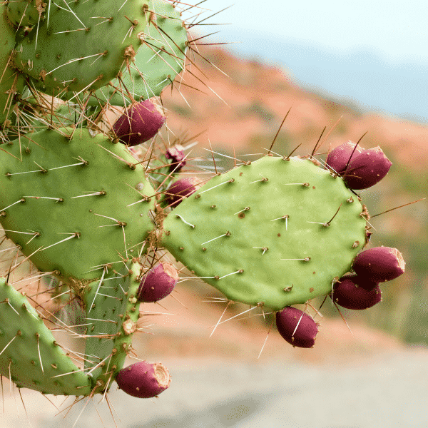 prickly pear cactus with fruit growing outdoors