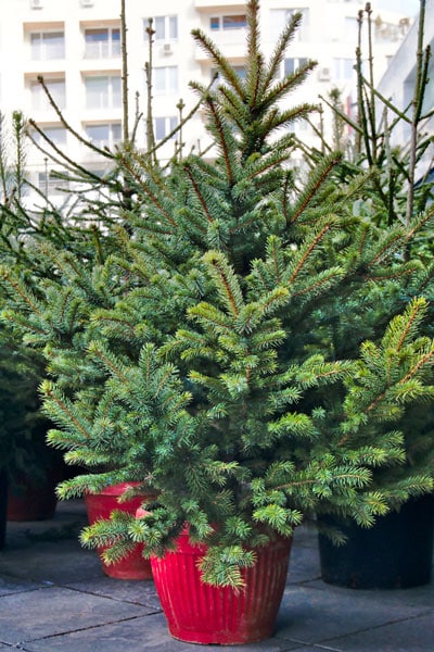 potted Christmas tree