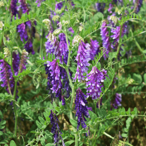 Using A Cover Crop In The Home Garden - Brown Thumb Mama®