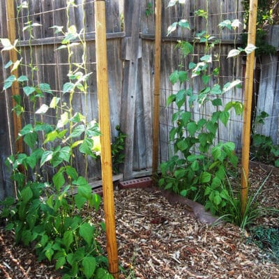 Best Mulch for Your Vegetable Garden - Brown Thumb Mama®