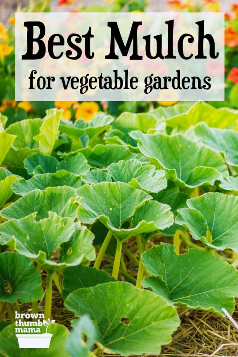 Best Mulch for Your Vegetable Garden Brown Thumb Mama®