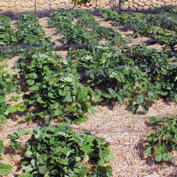 bed of strawberries mulched with straw
