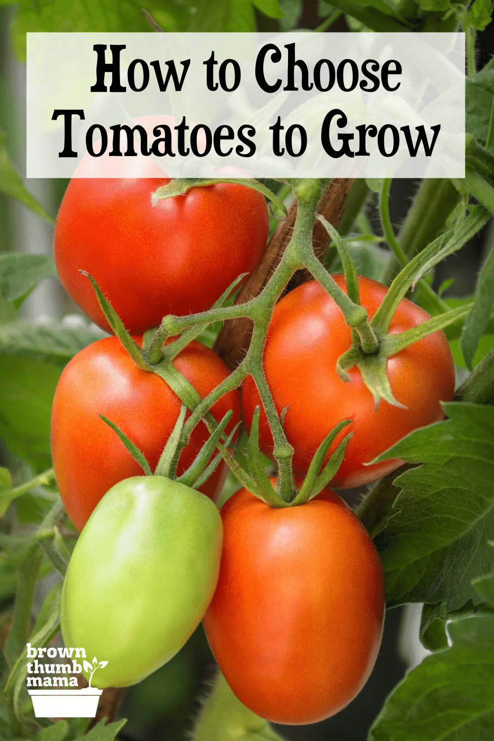 Choose the Best Tomato for Your Garden - Brown Thumb Mama®