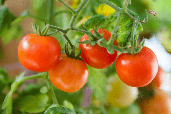 cherry tomatoes on vine